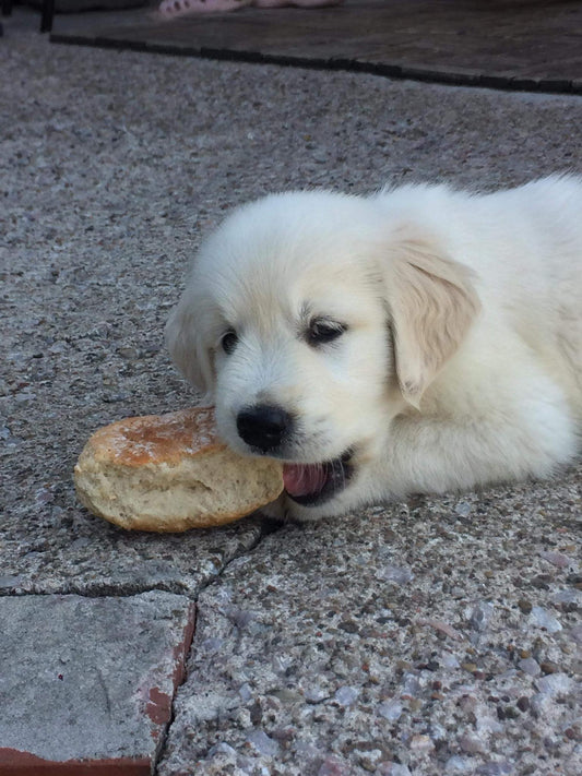 Food, dog food, snacks for dog, dangerous food for dogs, what products dog should not eat,