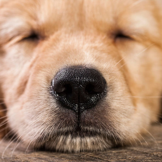 The Tender Touch: Nurturing Your Dog's Nose with Natural Care